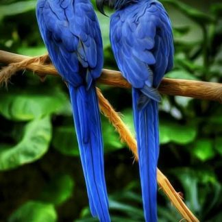 Green Macaw
